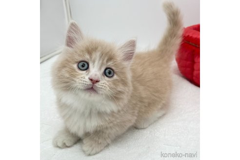 成約済の愛知県のマンチカン(短足)-108011の1枚目