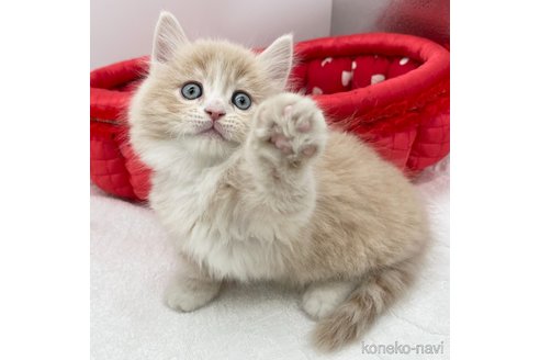 成約済の愛知県のマンチカン(短足)-108011の4枚目