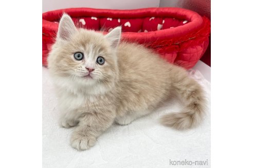 成約済の愛知県のマンチカン(短足)-108011の5枚目