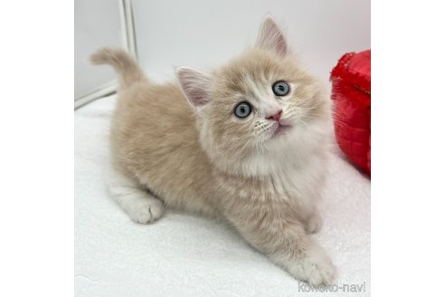 成約済の愛知県のマンチカン(短足)-108011の2枚目