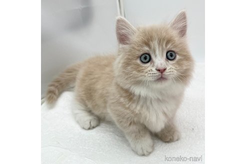 成約済の愛知県のマンチカン(短足)-108011の3枚目