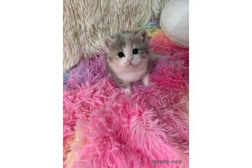 成約済の大阪府のスコティッシュフォールド-108015の4枚目