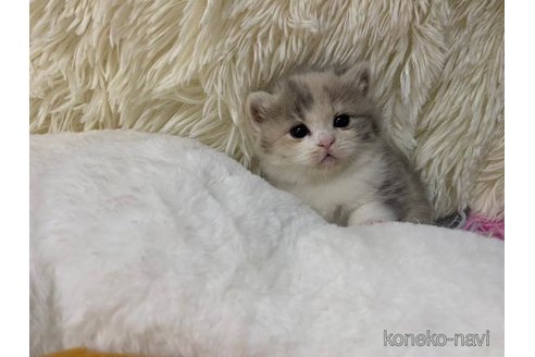 成約済の大阪府のスコティッシュフォールド-108015の5枚目