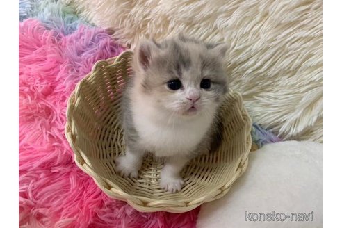 成約済の大阪府のスコティッシュフォールド-108015