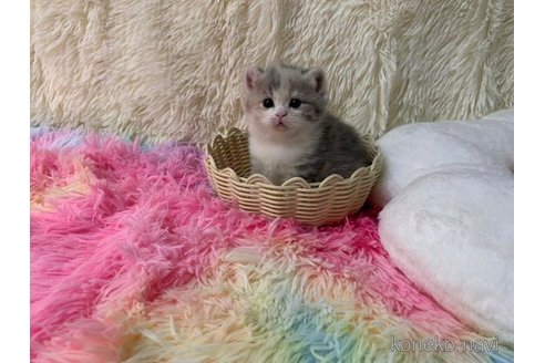 成約済の大阪府のスコティッシュフォールド-108015の2枚目