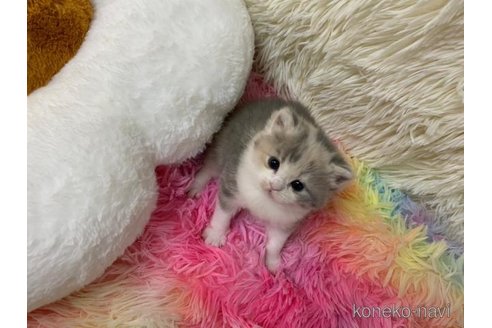 成約済の大阪府のスコティッシュフォールド-108015の3枚目