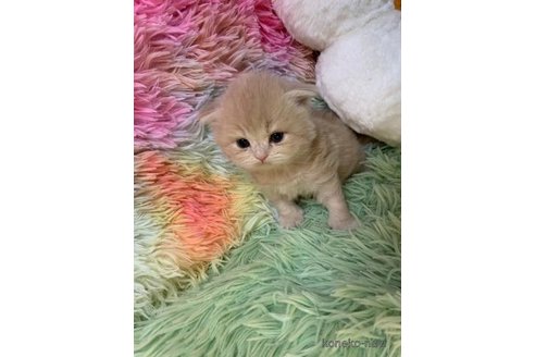 成約済の大阪府のスコティッシュフォールド(折れ耳)-108016の4枚目