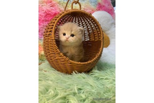 成約済の大阪府のスコティッシュフォールド(折れ耳)-108016の5枚目