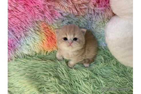 成約済の大阪府のスコティッシュフォールド(折れ耳)-108016