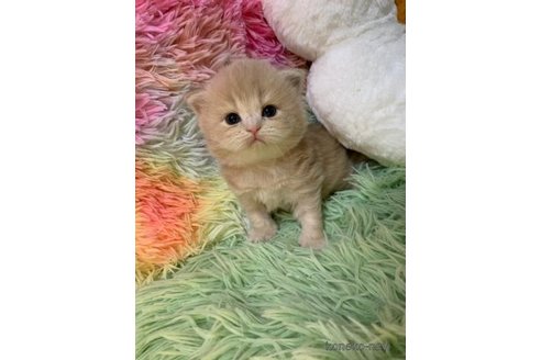 成約済の大阪府のスコティッシュフォールド(折れ耳)-108016の2枚目