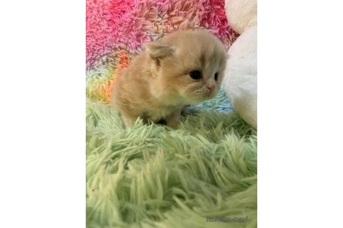 成約済の大阪府のスコティッシュフォールド(折れ耳)-108016の3枚目