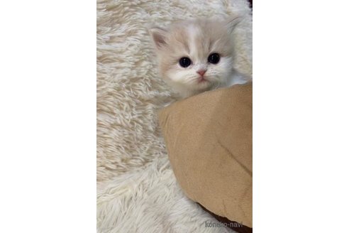 成約済の大阪府のマンチカン-108017の6枚目