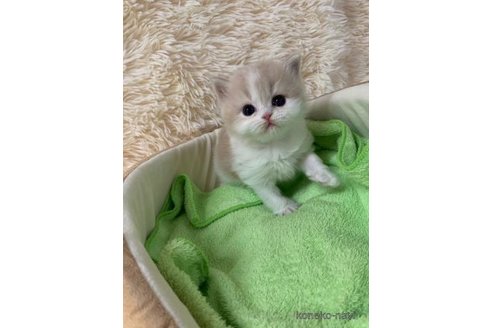 成約済の大阪府のマンチカン-108017の2枚目