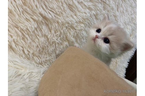 成約済の大阪府のマンチカン-108017の3枚目