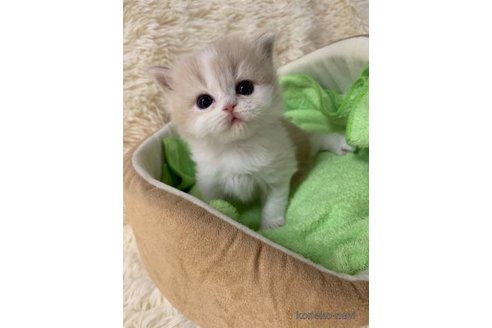 成約済の大阪府のマンチカン-108017の1枚目