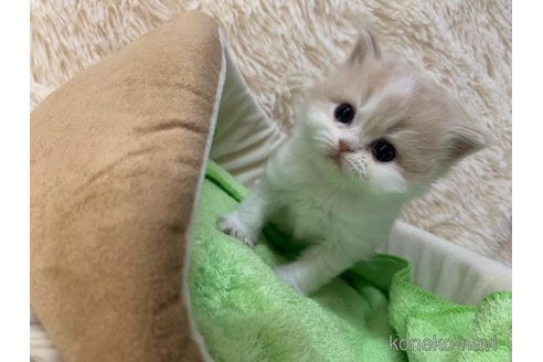 成約済の大阪府のマンチカン-108017の5枚目