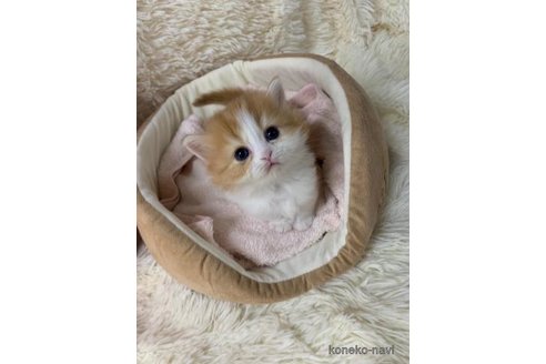 成約済の大阪府のマンチカン(短足)-108018の2枚目