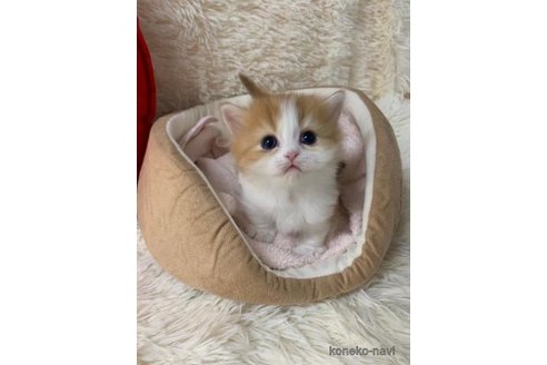 成約済の大阪府のマンチカン(短足)-108018の3枚目