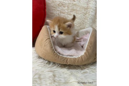 成約済の大阪府のマンチカン(短足)-108018の4枚目