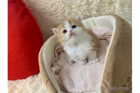 成約済の大阪府のマンチカン(短足)-108018の1枚目