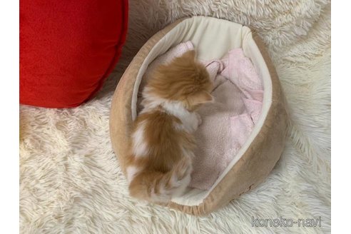 成約済の大阪府のマンチカン(短足)-108018の5枚目