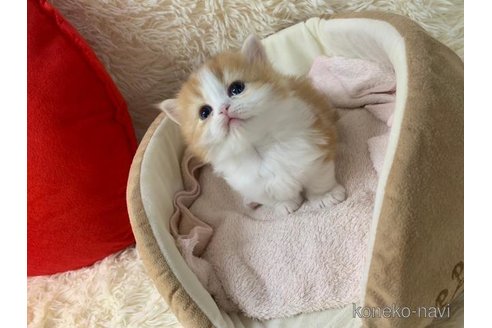 成約済の大阪府のマンチカン(短足)-108018の6枚目