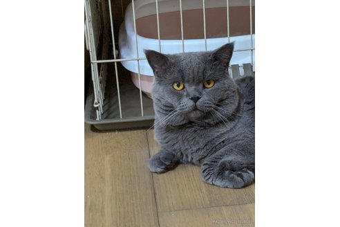 の神奈川県の-