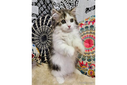 商談中の大阪府のマンチカン(短足)-102005の5枚目