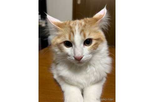 成約済の東京都のメインクーン-100238の4枚目
