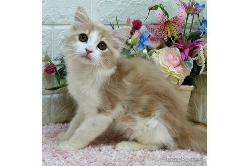 成約済の東京都のラガマフィン-108034の1枚目