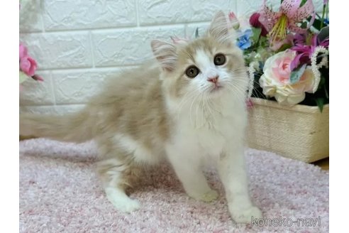 成約済の東京都のラガマフィン-108034の5枚目