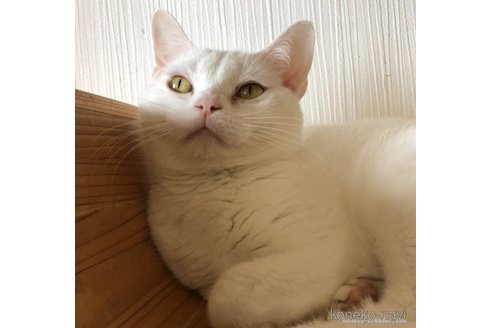 販売中の千葉県のアメリカンショートヘア-108048の2枚目