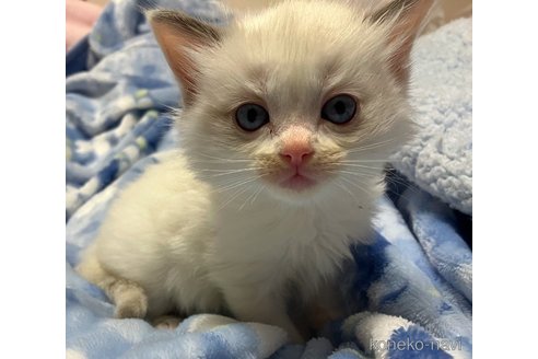 成約済の滋賀県のラグドール-107589の8枚目