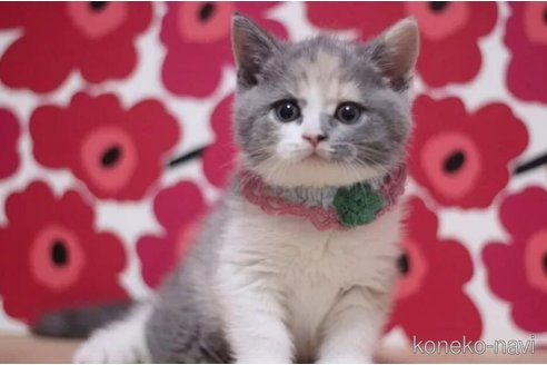 成約済の東京都のスコティッシュフォールド-108196の2枚目