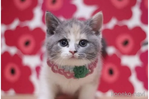 成約済の東京都のスコティッシュフォールド-108196の1枚目