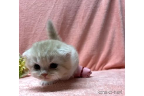 成約済の千葉県のスコティッシュフォールド(折れ耳)-108200の4枚目