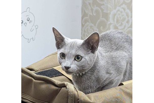 成約済の京都府のロシアンブルー-108563の5枚目