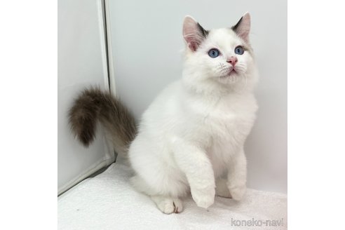 成約済の愛知県のラグドール-108014の4枚目