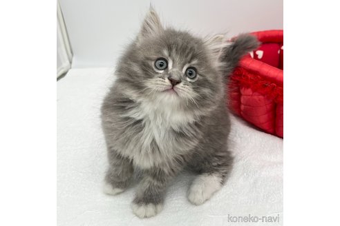 成約済の愛知県のラガマフィン-108009の3枚目