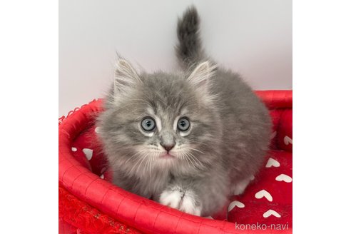 成約済の愛知県のラガマフィン-108009の4枚目