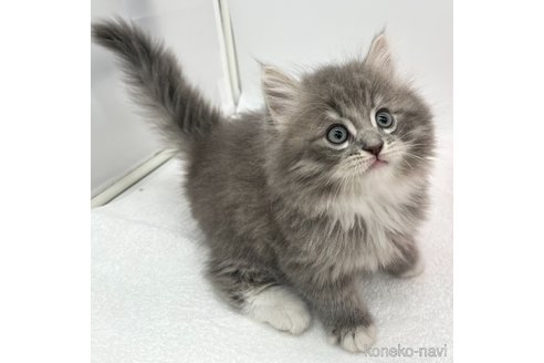 成約済の愛知県のラガマフィン-108009の5枚目