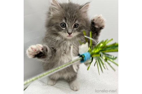 成約済の愛知県のラガマフィン-108009の2枚目