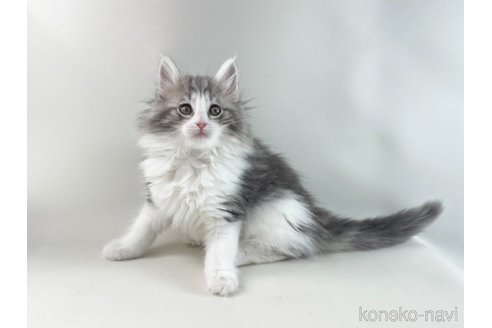 成約済の福岡県のノルウェージャンフォレストキャット-108277の11枚目