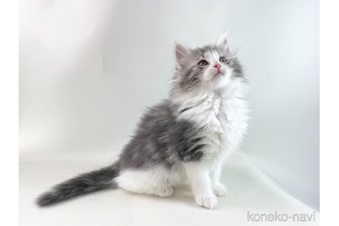 成約済の福岡県のノルウェージャンフォレストキャット-108277の4枚目