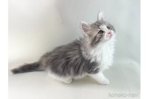 成約済の福岡県のノルウェージャンフォレストキャット-108277の5枚目