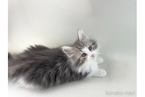 成約済の福岡県のノルウェージャンフォレストキャット-108277の3枚目