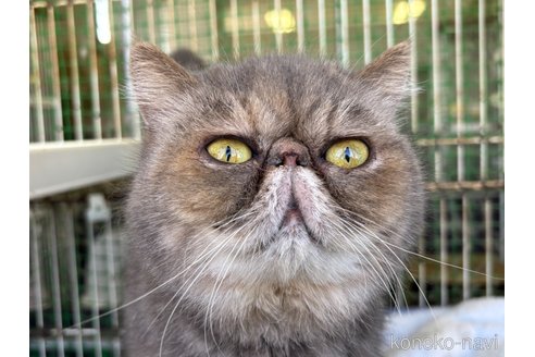 商談中の千葉県のエキゾチックショートヘア-82433の3枚目