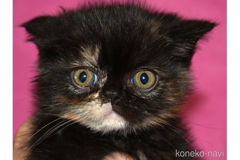 販売中の神奈川県のエキゾチックショートヘア-108335