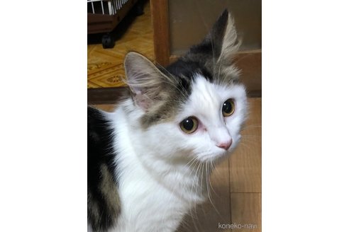 成約済の大阪府のマンチカン-108357の7枚目