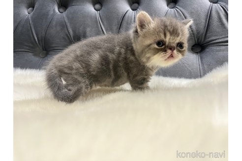 成約済の鹿児島県のエキゾチックショートヘア-106884の5枚目